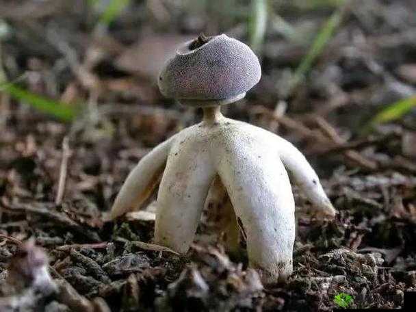 一根又黑又硬蘑菇头的奇特模样
