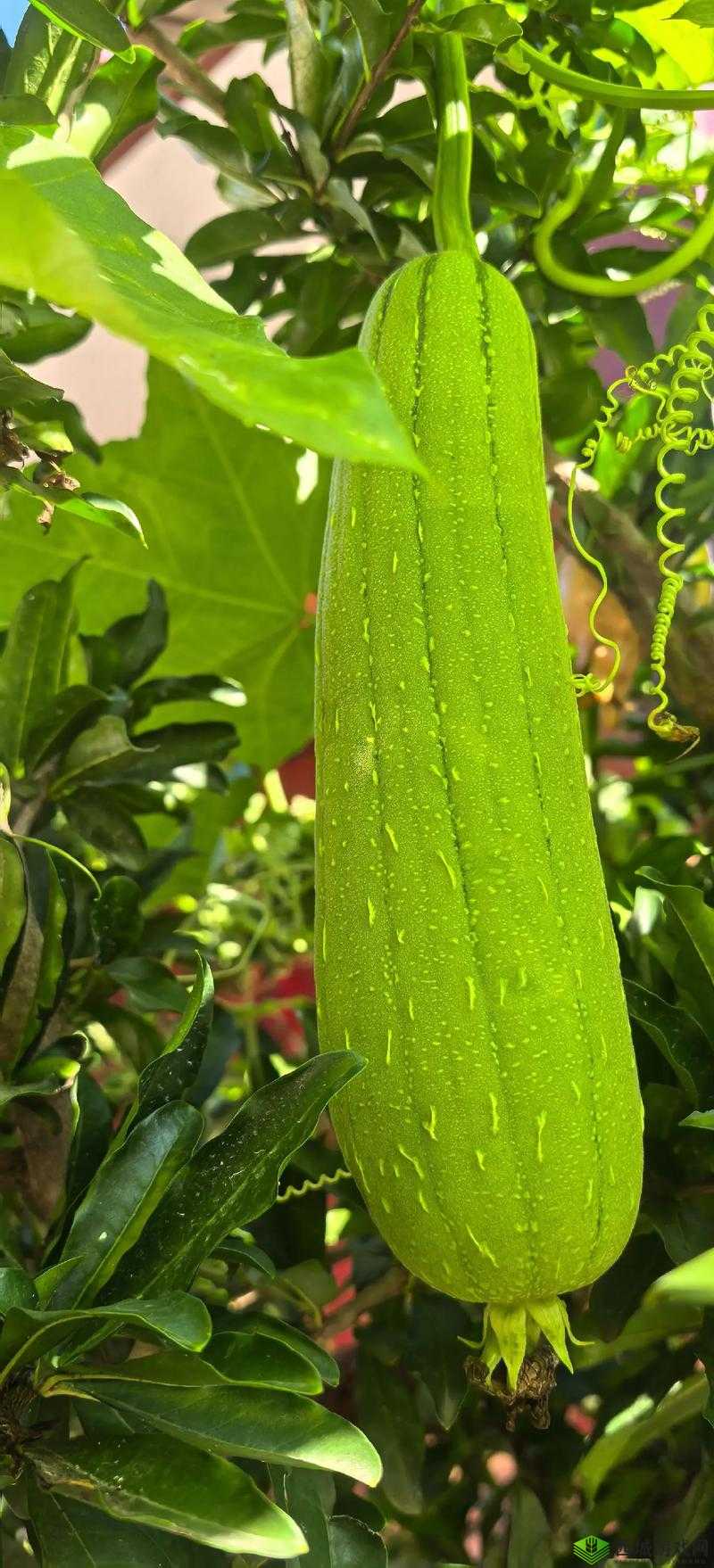 提问：丝瓜、草莓、秋葵、榴莲，谁是你心中最独特的蔬果？快来选一选